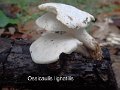 Ossicaulis lignatilis-amf1474